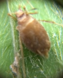 aphid2