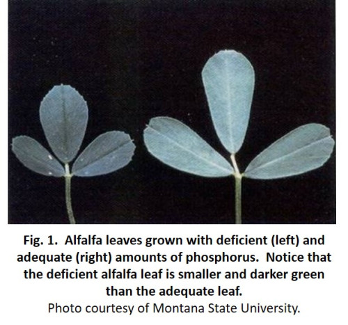 P deficiency