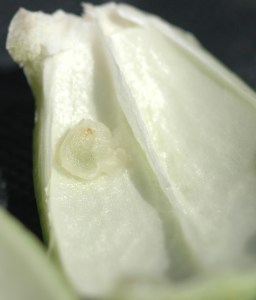 Fig F