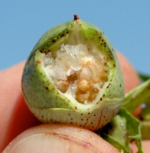 Fig J